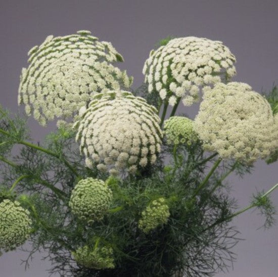 DAUCUS QUEEN ANNES LACE GREEN MIST 14CM