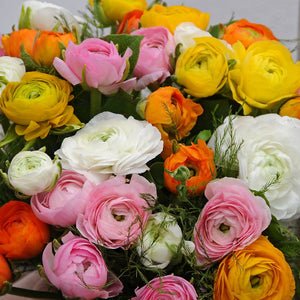 RANUNCULUS RAINBOW MIXED 15PK