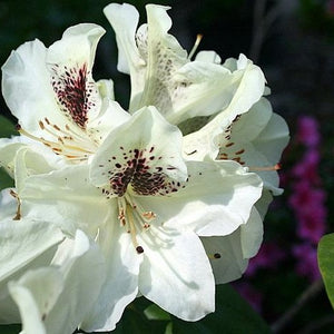 RHODODENDRON BLUNIQUE 6.0L