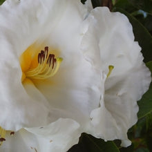 Load image into Gallery viewer, RHODODENDRON WHITE WAVES 6.0L
