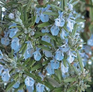 ROSEMARY SEPTEMBER BLUE 2.5L