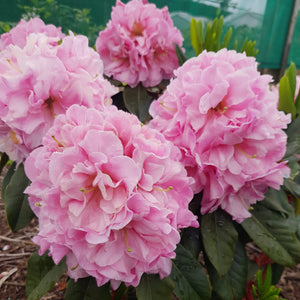 RHODODENDRON AISLA STEWART 6.0L