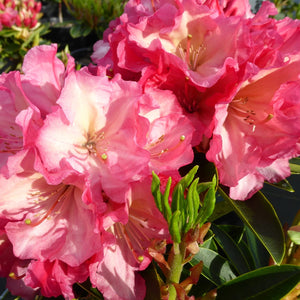 RHODODENDRON DADS INDIAN SUMMER 6.0L