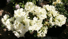 Load image into Gallery viewer, RHODODENDRON LEMON LODGE 8.0L
