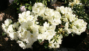 RHODODENDRON LEMON LODGE 8.0L