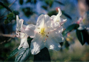 RHODODENDRON JOHN BULL 5.0L