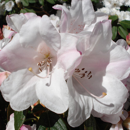 RHODODENDRON JOHN BULL 5.0L