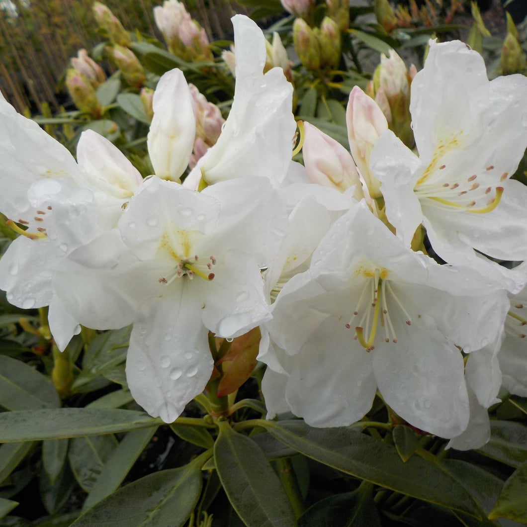 RHODODENDRON PAWHUSKA 6.0L