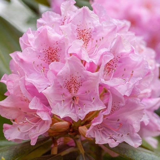 RHODODENDRON SWEET SIXTEEN 6.0L