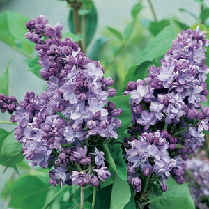 SYRINGA ALICE EASTWOOD 8.5L