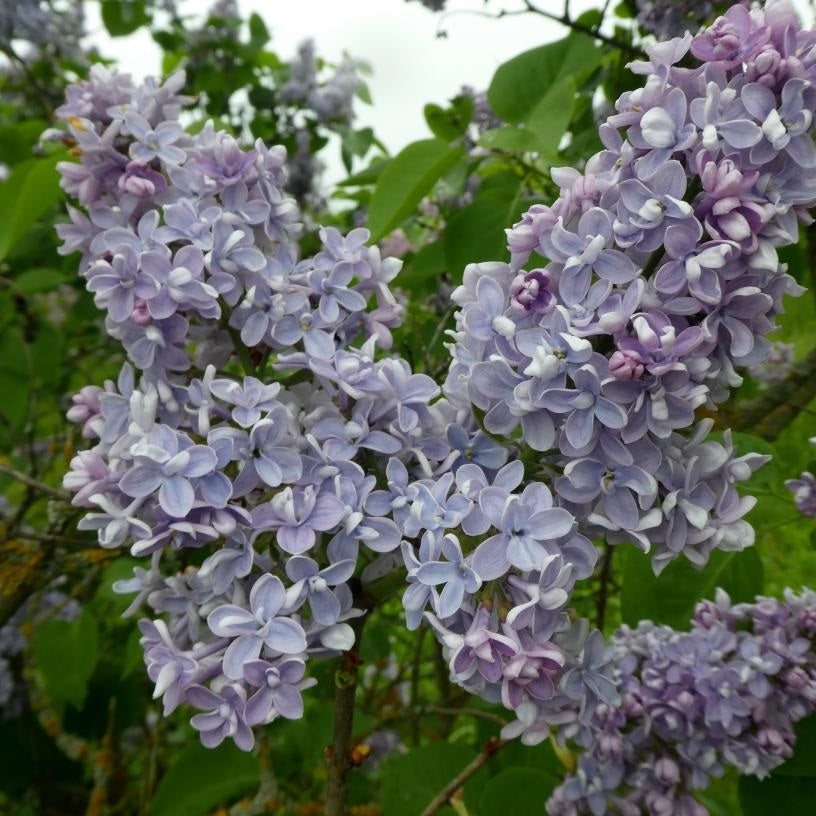 SYRINGA CONDORCET 6.0L