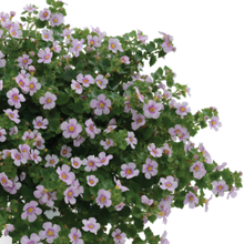 Load image into Gallery viewer, BACOPA SCOPIA GULLIVER PINK HEART 1.5L
