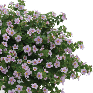 BACOPA SCOPIA GULLIVER PINK HEART 1.5L