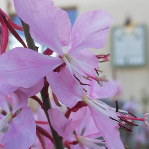 GAURA BALLERINA BLUSH 12CM