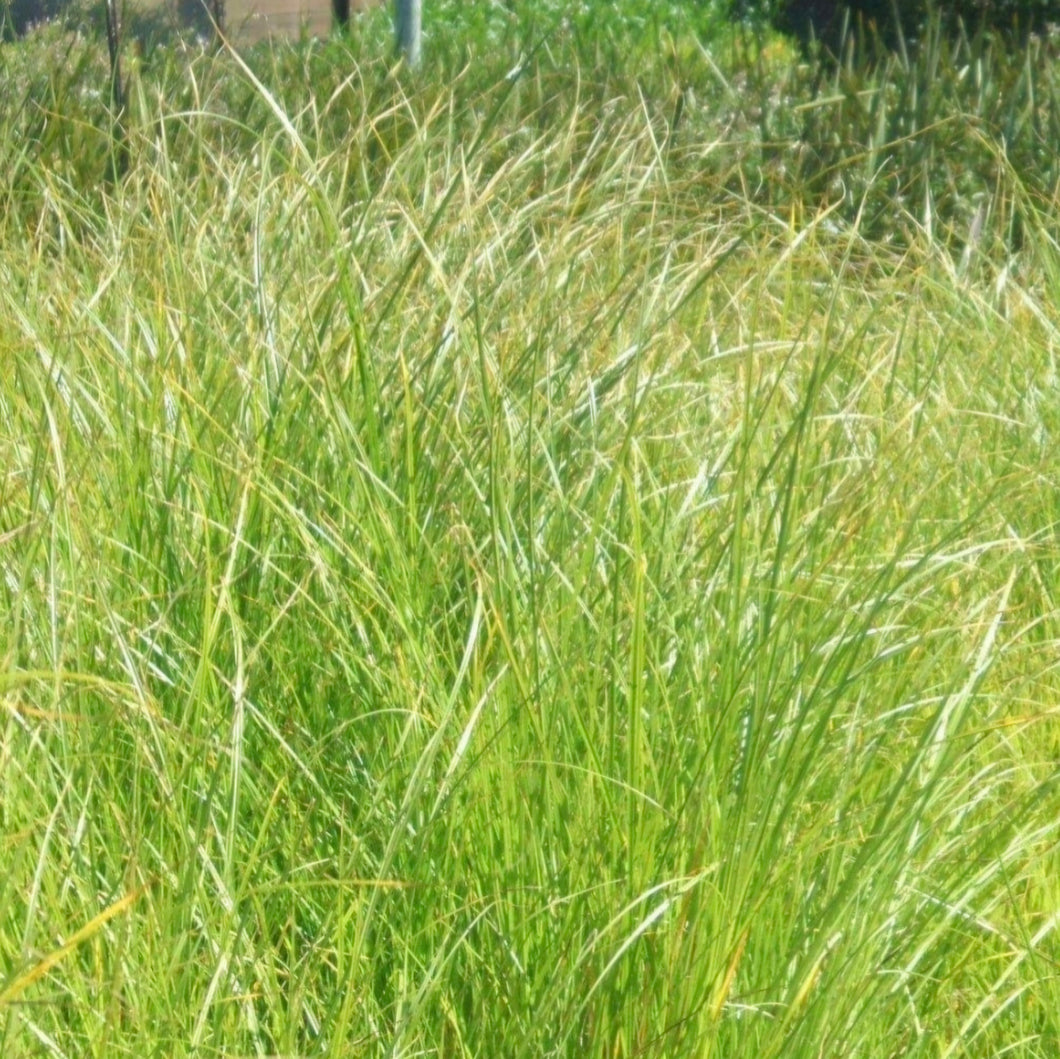 CAREX VIRGATA SWAMP SEDGE 12CM