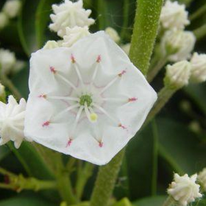 KALMIA LATIFOLIA SNOWDRIFT 6.0L