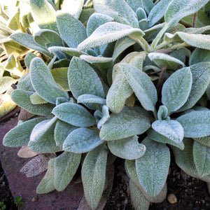 STACHYS SILVER CARPET 12CM