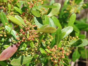 DODONAEA VISCOSA AKEAKE 3.3L