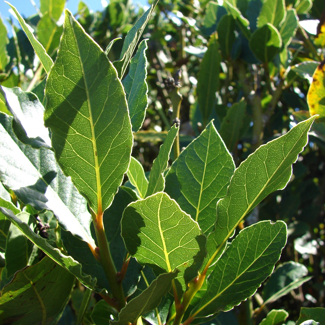 LAURUS NOBILIS 1.8M STD 15.0L