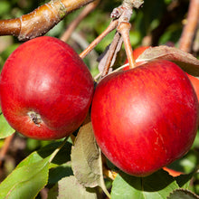 Load image into Gallery viewer, CRABAPPLE MALUS STRAWBERRY SWIRL 15.0L
