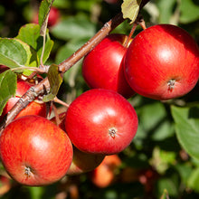 Load image into Gallery viewer, CRABAPPLE MALUS STRAWBERRY SWIRL 15.0L
