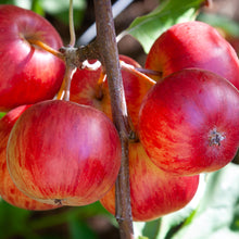 Load image into Gallery viewer, CRABAPPLE MALUS STRAWBERRY SWIRL 15.0L
