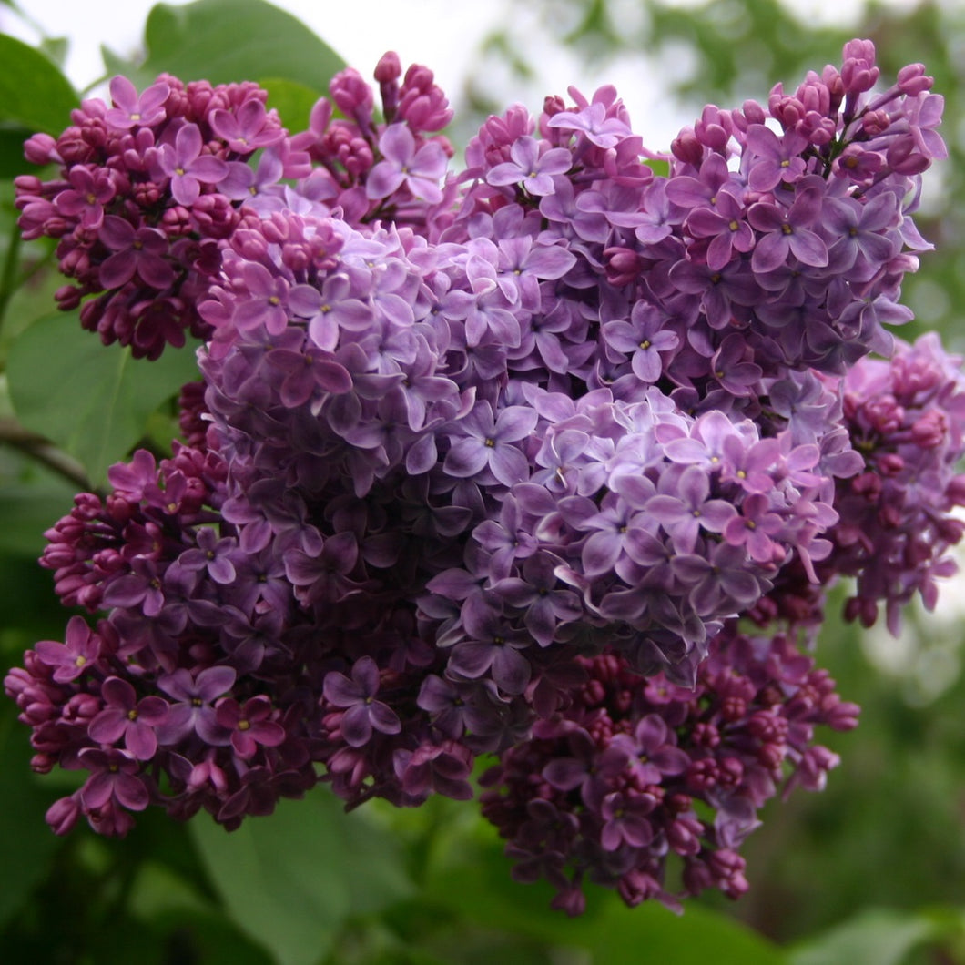 SYRINGA CONGO 6.0L