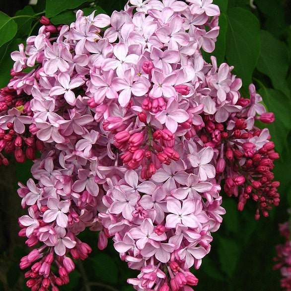 SYRINGA ESTHER STALEY 6.0L