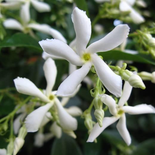 TRACHELOSPERMUM JASMINOIDES CHINESE STAR JASMINE 2.2L