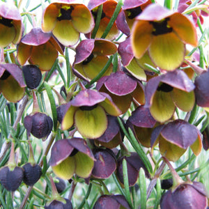 BORONIA MEGASTIGMA TUI 2.5L