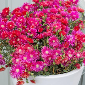 LAMPRANTHUS RASPBERRY EXPLOSION 1.5L