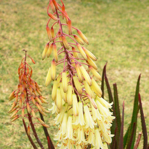 ALOE WINTER BELLS 2.5L