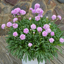 Load image into Gallery viewer, ARMERIA DREAMERIA SWEET DREAMS 1.5L
