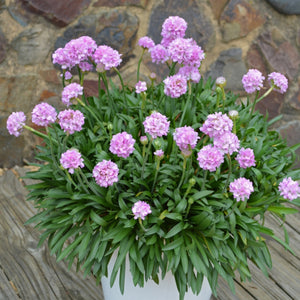 ARMERIA DREAMERIA SWEET DREAMS 1.5L