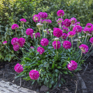 ARMERIA DREAMERIA DREAM WEAVER 1.5L