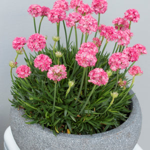 ARMERIA DREAMERIA DREAMLAND 1.5L