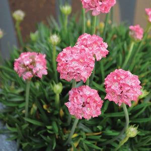 ARMERIA DREAMERIA DREAMLAND 1.5L