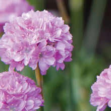 Load image into Gallery viewer, ARMERIA DREAMERIA SWEET DREAMS 1.5L
