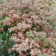 Load image into Gallery viewer, ACER PALMATUM SHIRAZZ TOPIARY GRADE
