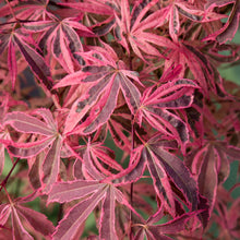 Load image into Gallery viewer, ACER PALMATUM SHIRAZZ TOPIARY GRADE
