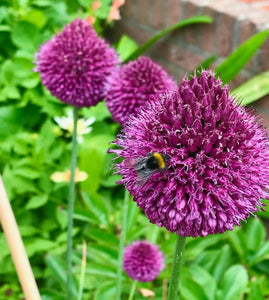 ALLIUM SPHAEROCEPHALON BLACKCURRANT DRUMSTICK 09CM