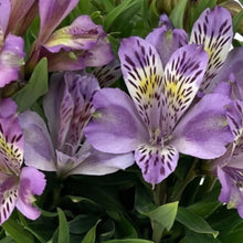 Load image into Gallery viewer, ALSTROEMERIA INCA OCEAN 14CM
