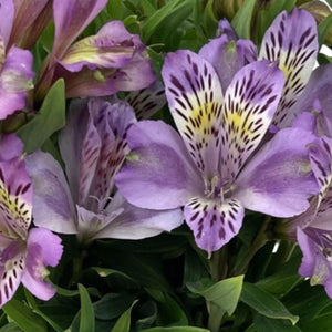 ALSTROEMERIA INCA OCEAN 14CM