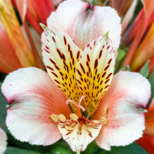 ALSTROEMERIA INCA HUSKY 14CM