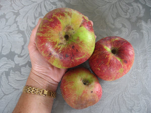 APPLE SEMI DWARF PEASGOOD NONSUCH 8.5L