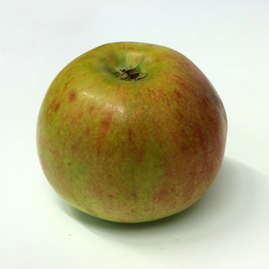 APPLE SEMI DWARF PEASGOOD NONSUCH 8.5L