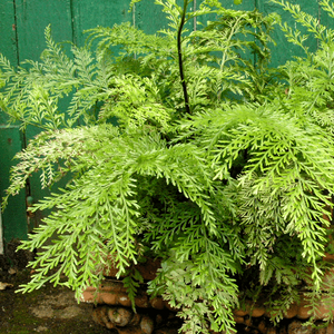 ASPLENIUM BULBIFERUM PB5