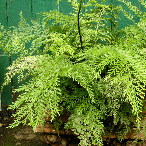 ASPLENIUM BULBIFERUM 2.0L