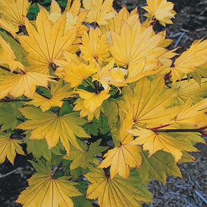 ACER SHIRASAWANUM AUREUM TOPIARY GRADE