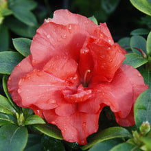 Load image into Gallery viewer, AZALEA EVERGREEN GUANDA RED 4.0L
